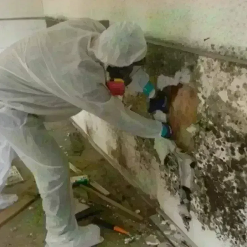 Mold Remediation and Removal in Silverton, CO